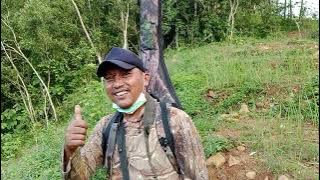 NYANGGONG BABI HUTAN YANG KELUAR MACAN JAWA 