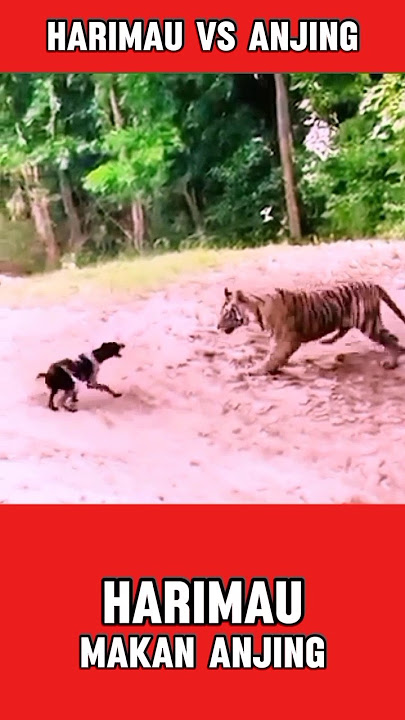 HARIMAU VS ANJING #duniahewan #harimau #anjing #kehidupanhewan #alamliar #pertarunganhewan #shorts