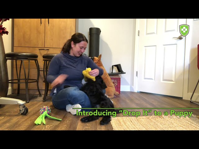 How to Set Up a Long–Term Puppy Confinement Area