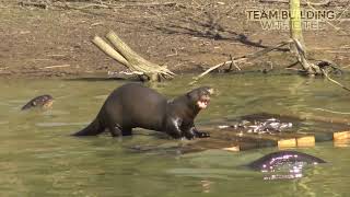 Giant otter raft and feeders - two hour team building event