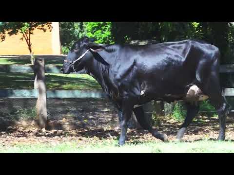 LOTE 09 1033 CR