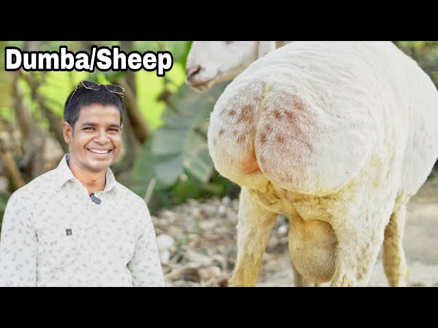 GTA porno dan Katalina Janglar porno videolarini onlayn tomosha qiling