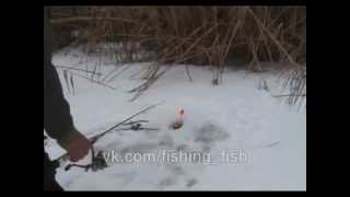 Интересный способ ловли щуки зимой