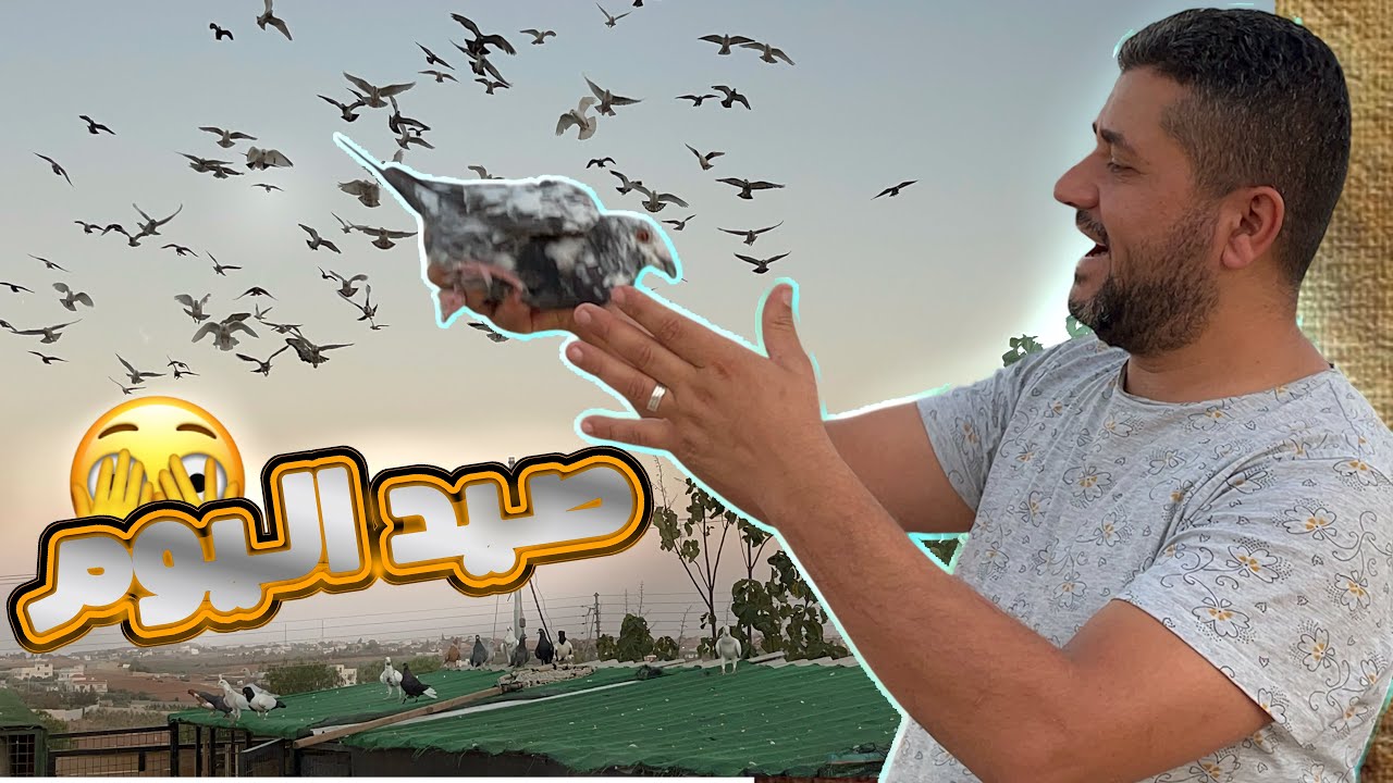 كرش الفراخ مع أبو إيهم أحلى لحظات😱🕊️