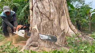 Most powerfull chainsaw‼️ Stihl ms881, cut down 3 trees fast & easy.