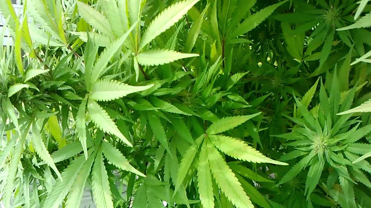 Weed Addiction - A Call For Willpower