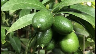 🍋🥭Цитрусы и экзоты заехали на зимовку в зимний сад, углубленную теплицу...  Обзор растений🥭🍋