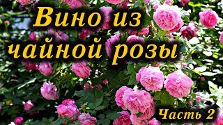 Вино из чайной розы (Часть 2) Вино из чайной розы (Часть 2)