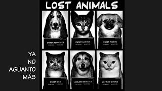 Video-Miniaturansicht von „Lost Animals - Ya no aguanto más“