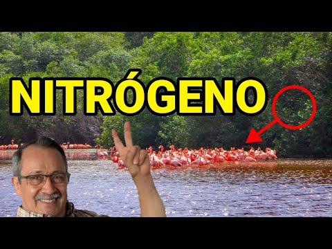 Video: ¿Cuál es el proceso mediante el cual los iones nitrato y los iones nitrito se convierten en gas óxido nitroso y gas nitrógeno n2?