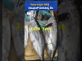 Tuna Catch Fluctuations Raise Concerns on Vizag Coast | Fishery News Telugu