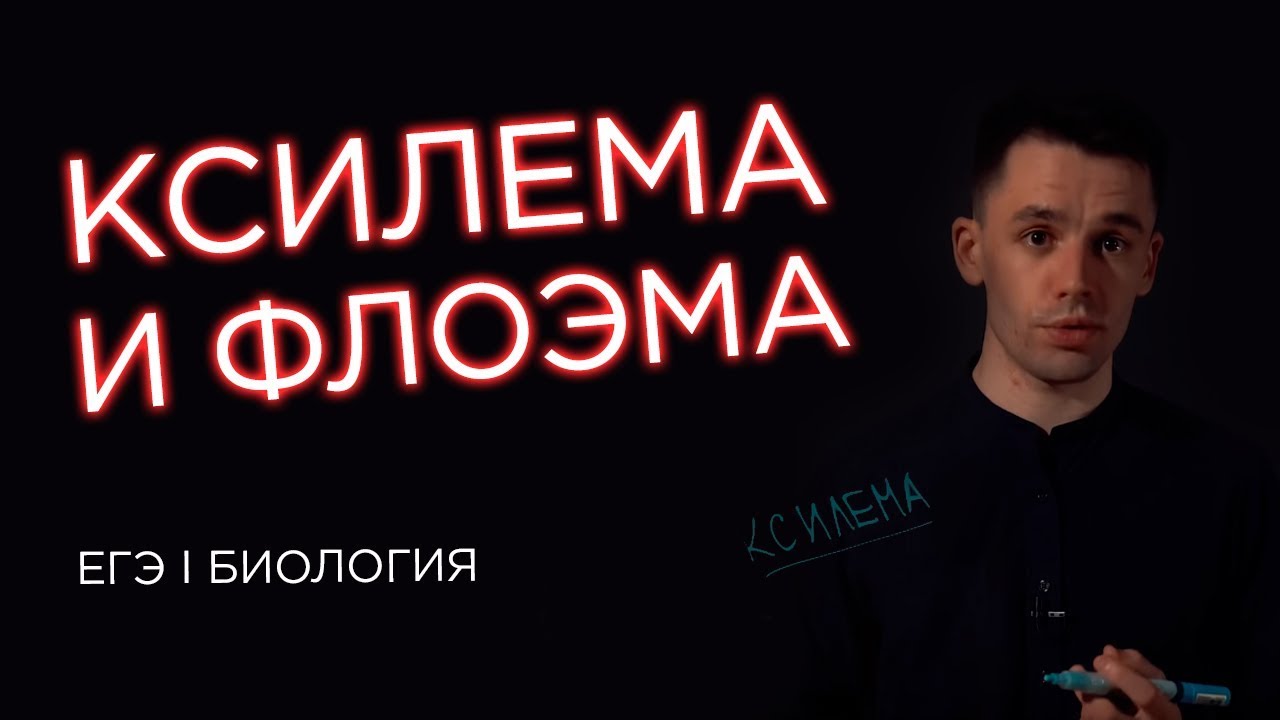 Ксилема и флоэма | ЕГЭ Биология | Даниил Дарвин