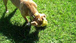 Butters Sits for Duckie :)