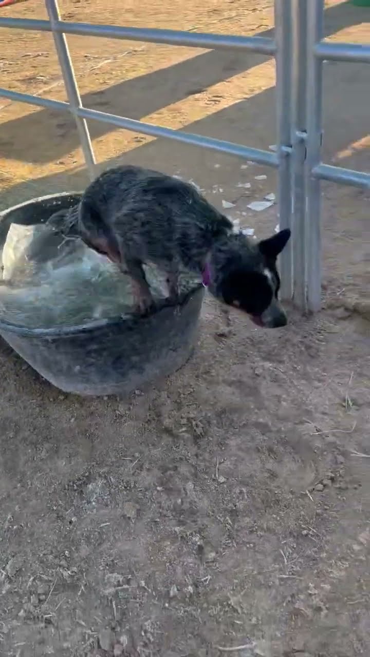 Bucket Ice Breaks Under Blue Heeler Weight || ViralHog