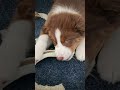 Edit dog #edit #gdupdate #helpmemakethismakesense # #cbum memes #butifyoucloseyoureyes #geometrydash