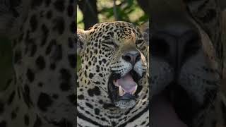 Onapintada Pantanal jaguarbrasil shorts