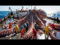 The Million-Dollar Catch: Hunting Giant Pacific Octopuses
