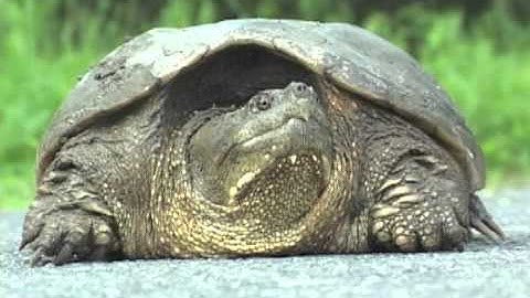 Snapping Turtle Crosses The Road-Lance Wheeler Video