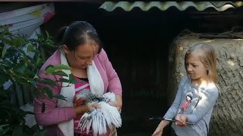 УКРОЩАЕМ Наших КУРОЧЕК 🐔 НАШЛИ НОВЫЙ РЕЦЕПТ МАРИНОВАНЫХ ПОМИДОРОВ 🍅 РЕПЕТИЦИЯ ПЕСЕН