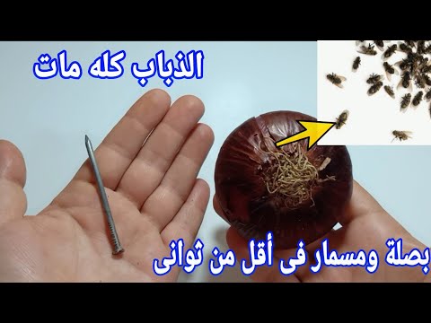 بصلةواحدة ومسمار هتخلصك من الذباب والناموس والهاموش نهائيافى أقل من ثوانى بدون مبيدات عملى قدامكم