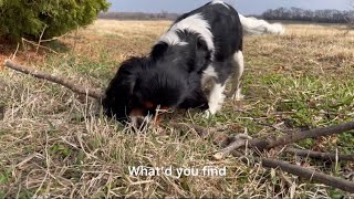 The Dogs Took me Outside to Play, and Piper Nearly Gave me a Heart Attack by Red Barn Cavaliers 659 views 2 months ago 2 minutes, 58 seconds