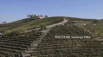 Cosa producono i vigneti?