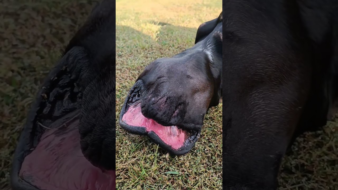 Cane Corsos are funny 