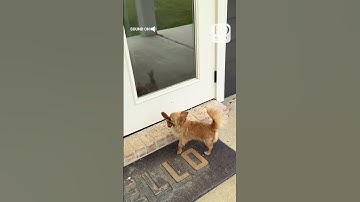 Never look a gift sausage in the mouth! 🌭🐶