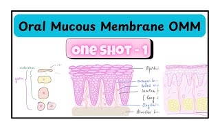 Oral Mucous Membrane OMM | Part 1 | One Shot | Dental Histology  Oral Mucous Membrane 1 Oral Mucosa 1