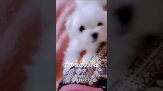 【ミックス犬】マルポメのラテ  #ミックス犬 #マルポメ  #マルポメのラテ  #多頭飼い犬  #思い出  #成長記録   #2024  #いぬのきもち