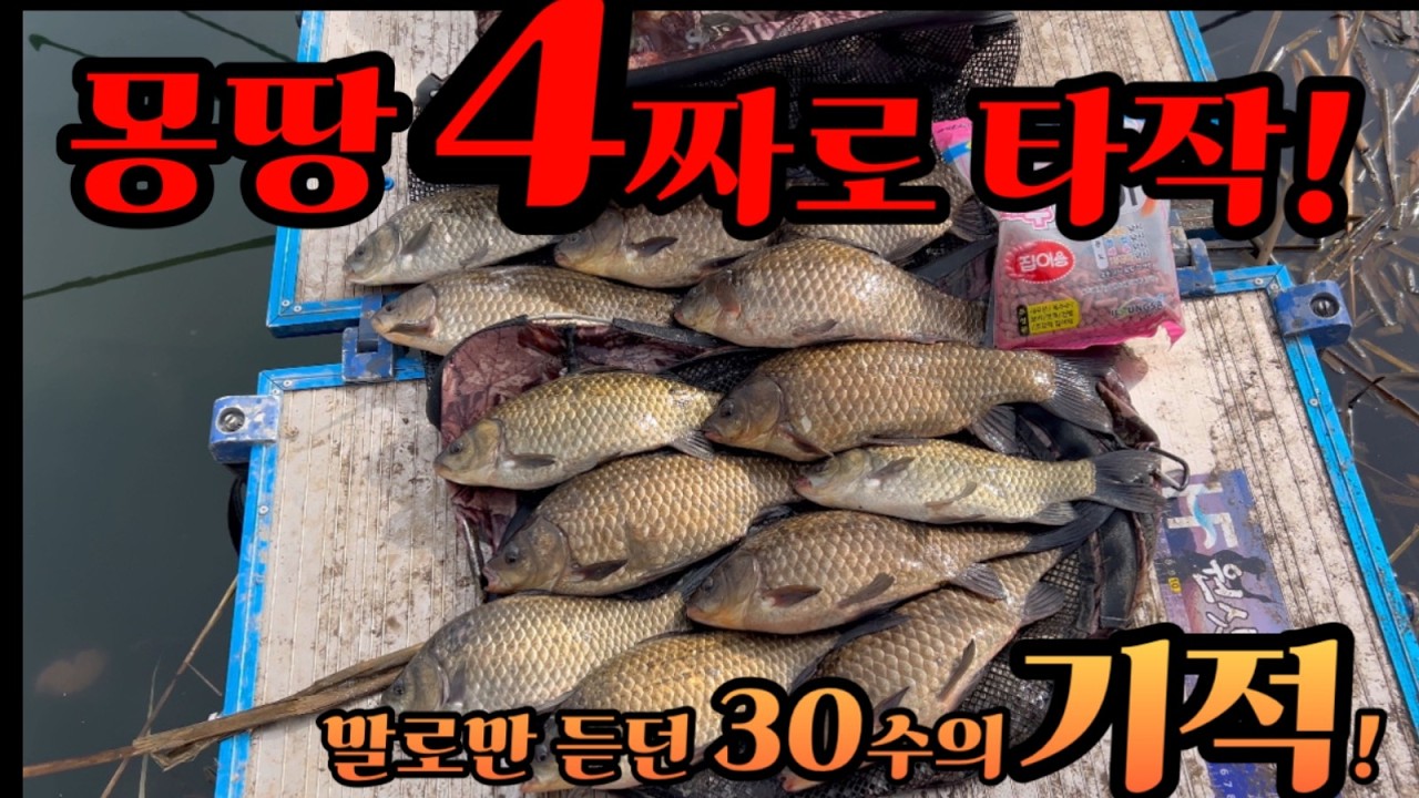 발 빠른자가 대물을 먼저 낚는다 ! 말로만 듣던 4짜타작의 기적 !