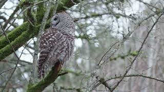 Barred Owl calls