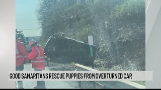 Good Samaritans rescue puppies from overturned car