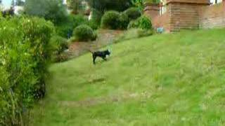 Staffordshire Bull Terrier