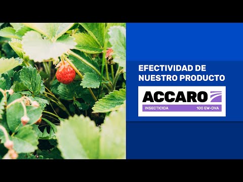 Video: Mosca Blanca En Fresas: ¿cómo Lidiar Con Los Pequeños Mosquitos Blancos En El Verano Con Remedios Caseros? ¿Cómo Deshacerse De Ellos Con Drogas?