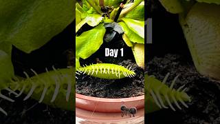 Putting Random Insects in our Venus Fly Trap - Day 1 #fyp #shorts