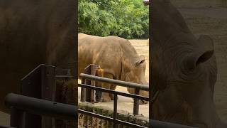 Rhinoceros #zoo #kntravel #한국여행 #southkorea #animals #monkey #shortvideo #shorts #share