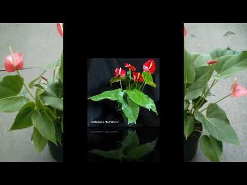 Video: Spathiphyllum Dan Anthurium: Kebahagiaan Bagi Wanita Dan Pria