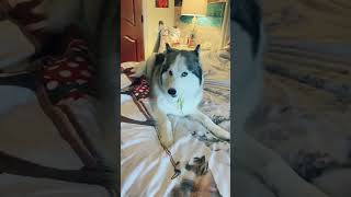 Yeah he still around #dogsoftiktok #dog #fyp #Shorts #olivialevinn