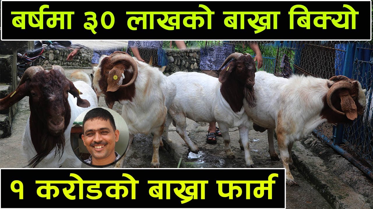 बर्षमै ३० लाखको बाख्रा बेच्ने किसानको भिडियो ! ३ लाखबाट १ करोडको सम्पत्ती जोड्न सफल │Nepal Chitra