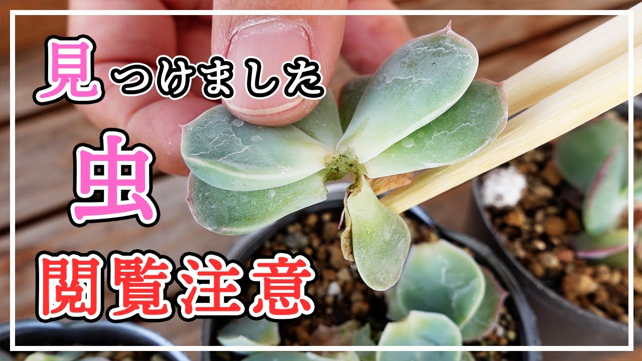 Subtitles] [Succulents] There is a hole in the succulents 😵 Who