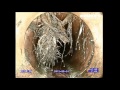 Roots Removed in Sewer: Duke's Root Control