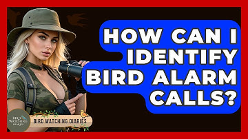 How Can I Identify Bird Alarm Calls? - Bird Watching Diaries