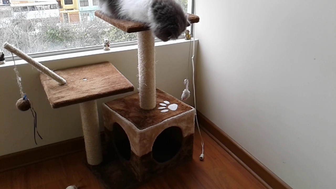 El gato persa es asi de ñato hasta mas que no te engañen - YouTube