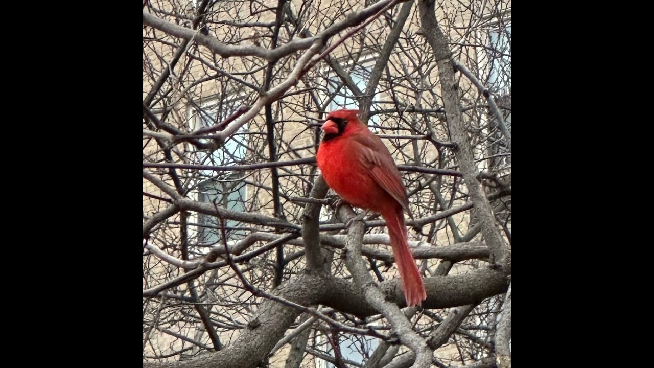 Christmas is for the Birds