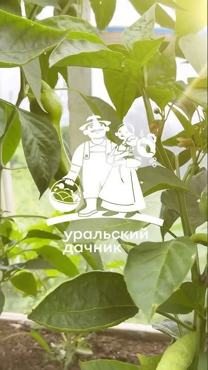 Перец Гранатовый браслет - YouTube