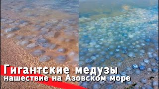 ЭТО УЖЕ ПОЛНЫЙ П**ЕЦ! Пляжи Азовского моря засыпали сотни тысяч мертвых медуз. Нашествие медуз 2021