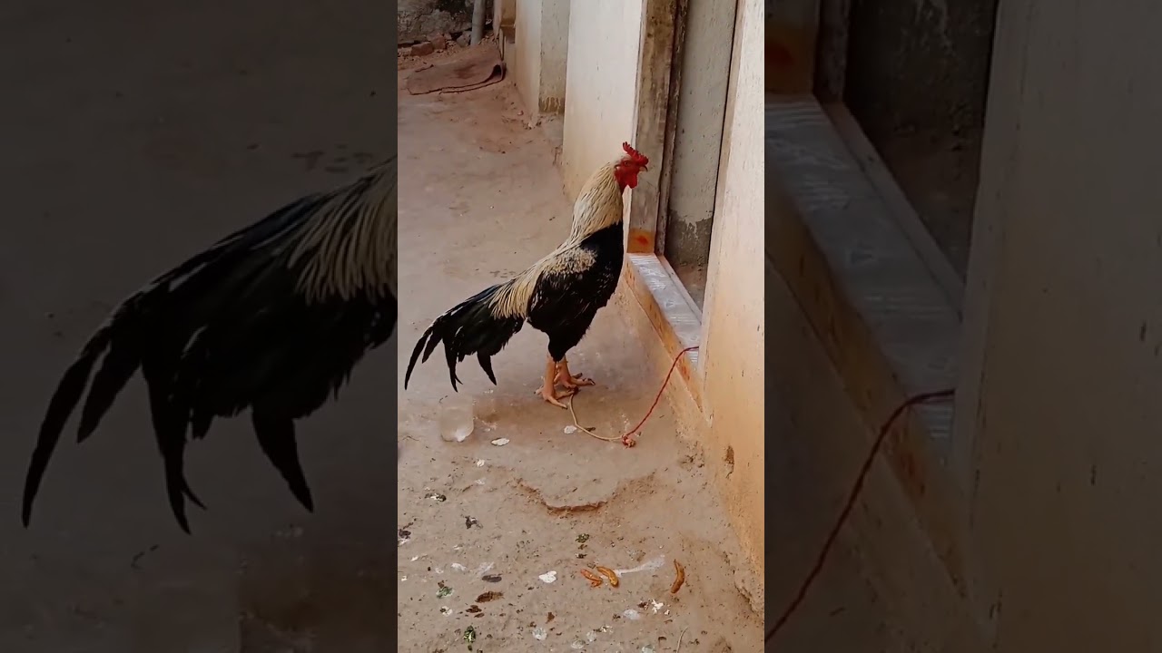 fighting cock shouting with strong voice 
