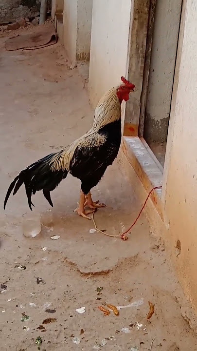 ayam aduan teriak dengan suara lantang #luar biasa