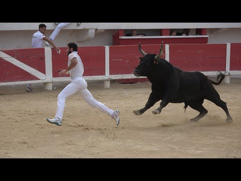 SAINTES-MARIES DE LA MER-Finale Des Taus-26/10/2022-Course Camarguaise